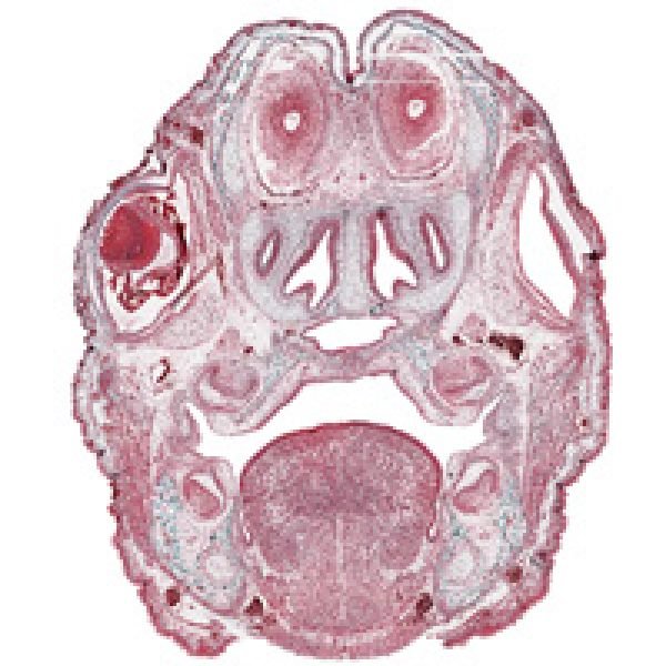 Face-Development
