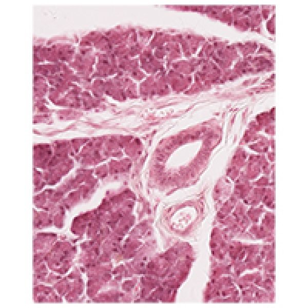 Salivary Gland