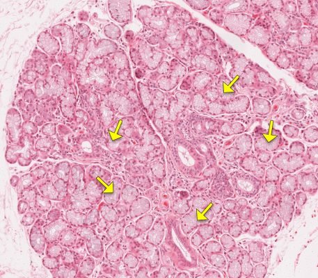 Salivary Gland1-2