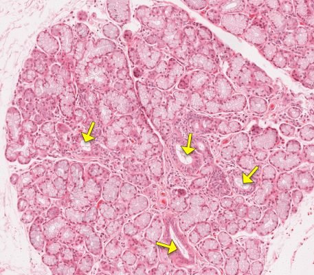 Salivary Gland1-3