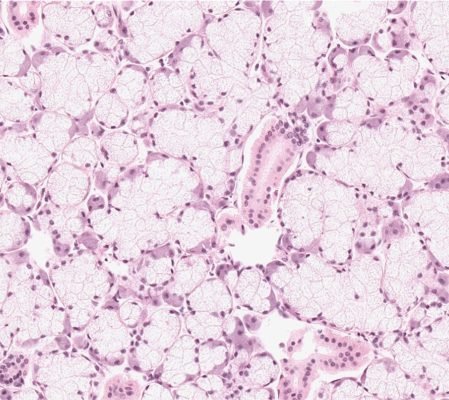 Salivary Gland2-1