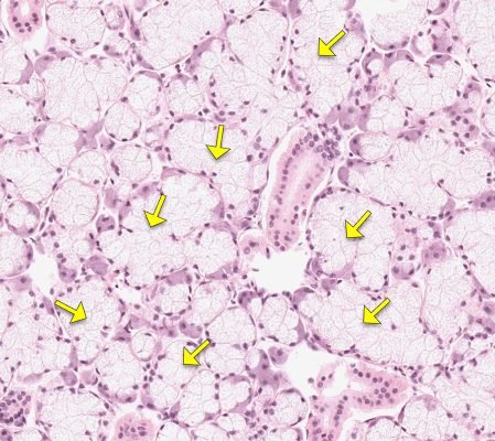 Salivary Gland2-2