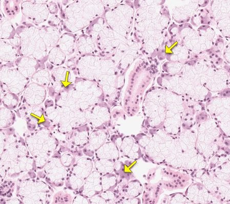 Salivary Gland2-3
