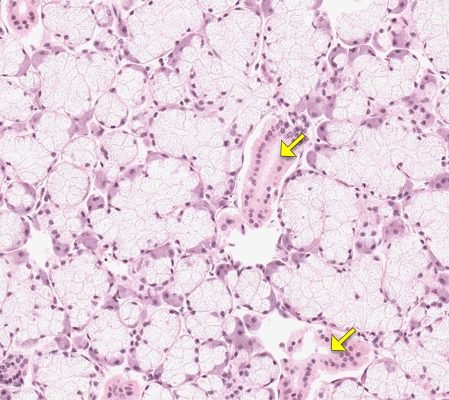 Salivary Gland2-4