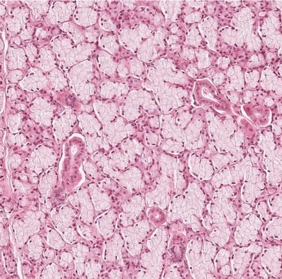 Salivary Gland3-1
