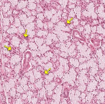 Salivary Gland3-3