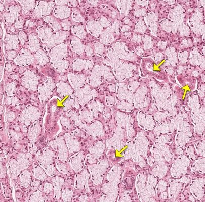 Salivary Gland3-4