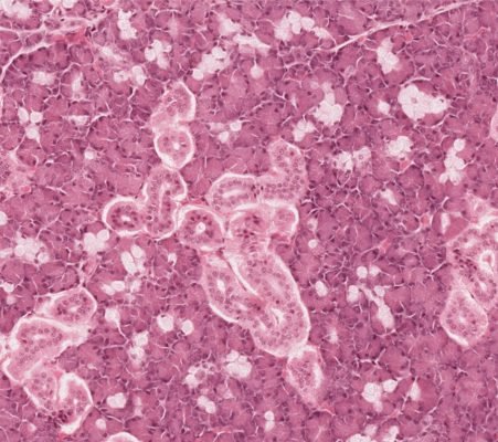 Salivary Gland4-1