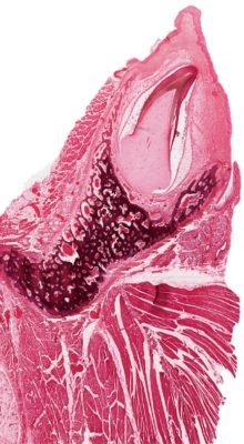 Tooth-Development1-1_E