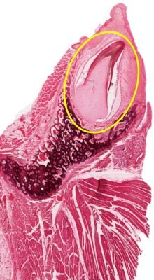 Tooth-Development1-2_E