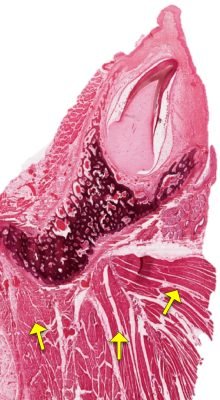 Tooth-Development1-3_E