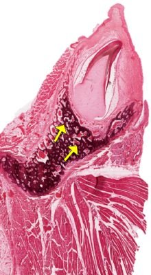 Tooth-Development1-4_E