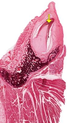 Tooth-Development1-6_E