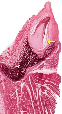 Tooth-Development1-7_E