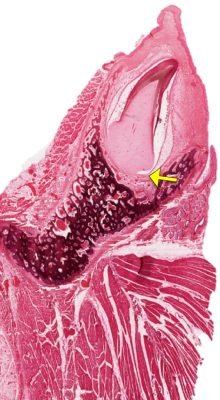 Tooth-Development1-8_E