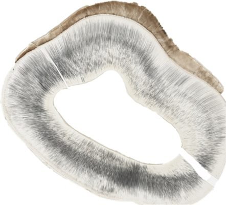Tooth-Structure1_E