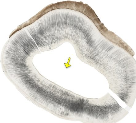 Tooth-Structure4_E