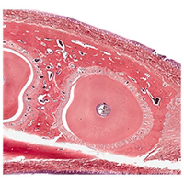 Tooth Structure_